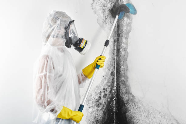 Best Mold Prevention Services  in South Shore, KY