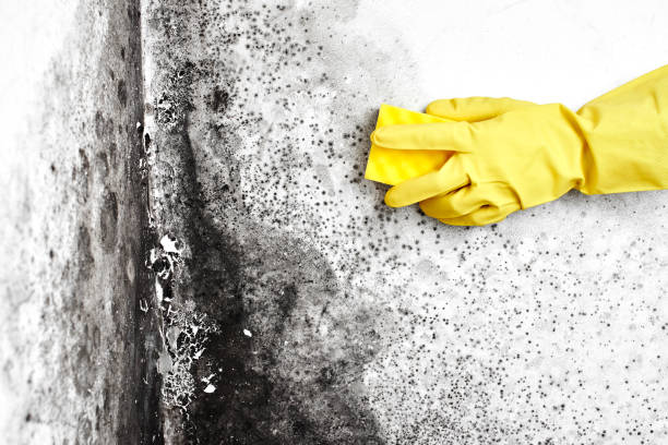 Best Post-Remediation Verification Testing  in South Shore, KY