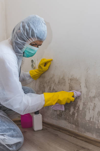 Best Airborne Mold Testing  in South Shore, KY