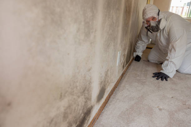 Best Mold Odor Removal Services  in South Shore, KY